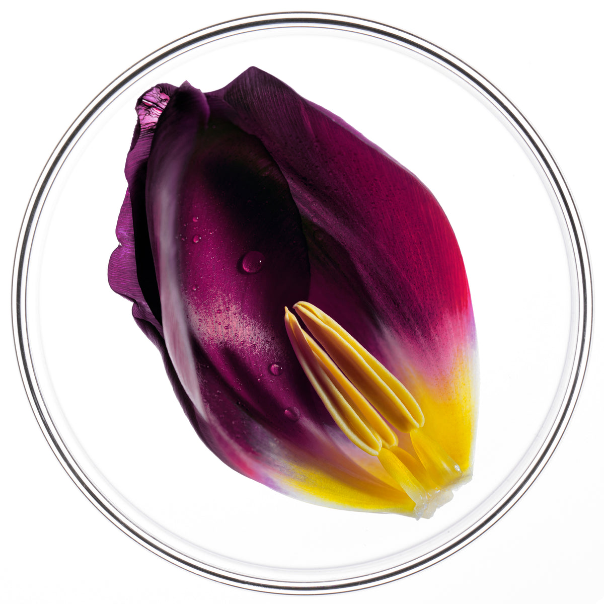 PHYTOCYANE Densifying Treatment for Progressive Hair Thinning - Women