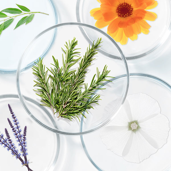 PHYTO USA